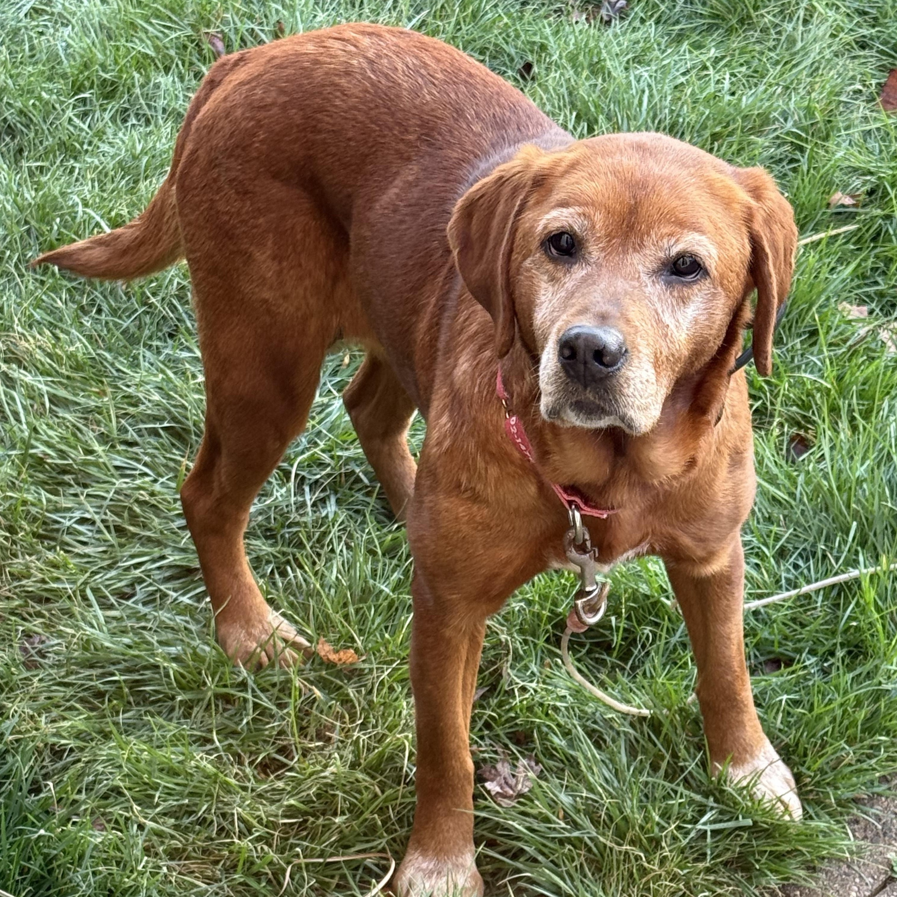 Baylee, Adoptable, Adult Female Labrador Retriever.