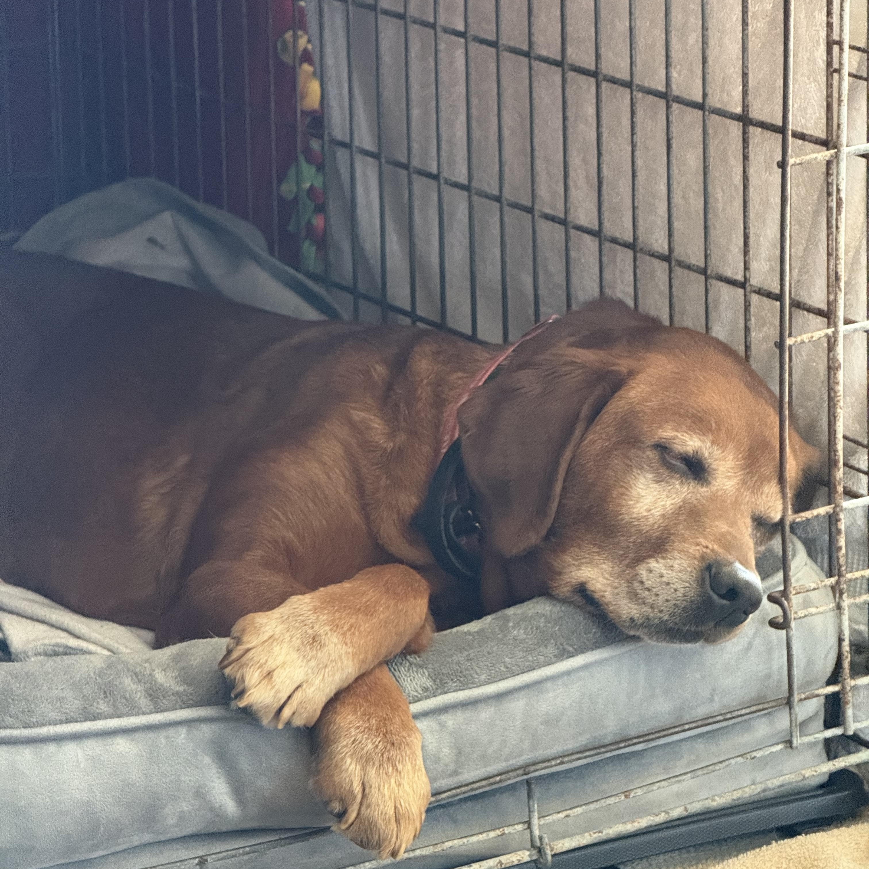 Enlarge Baylee, a Adoptable Labrador Retriever in Indianapolis, IN image 5/5