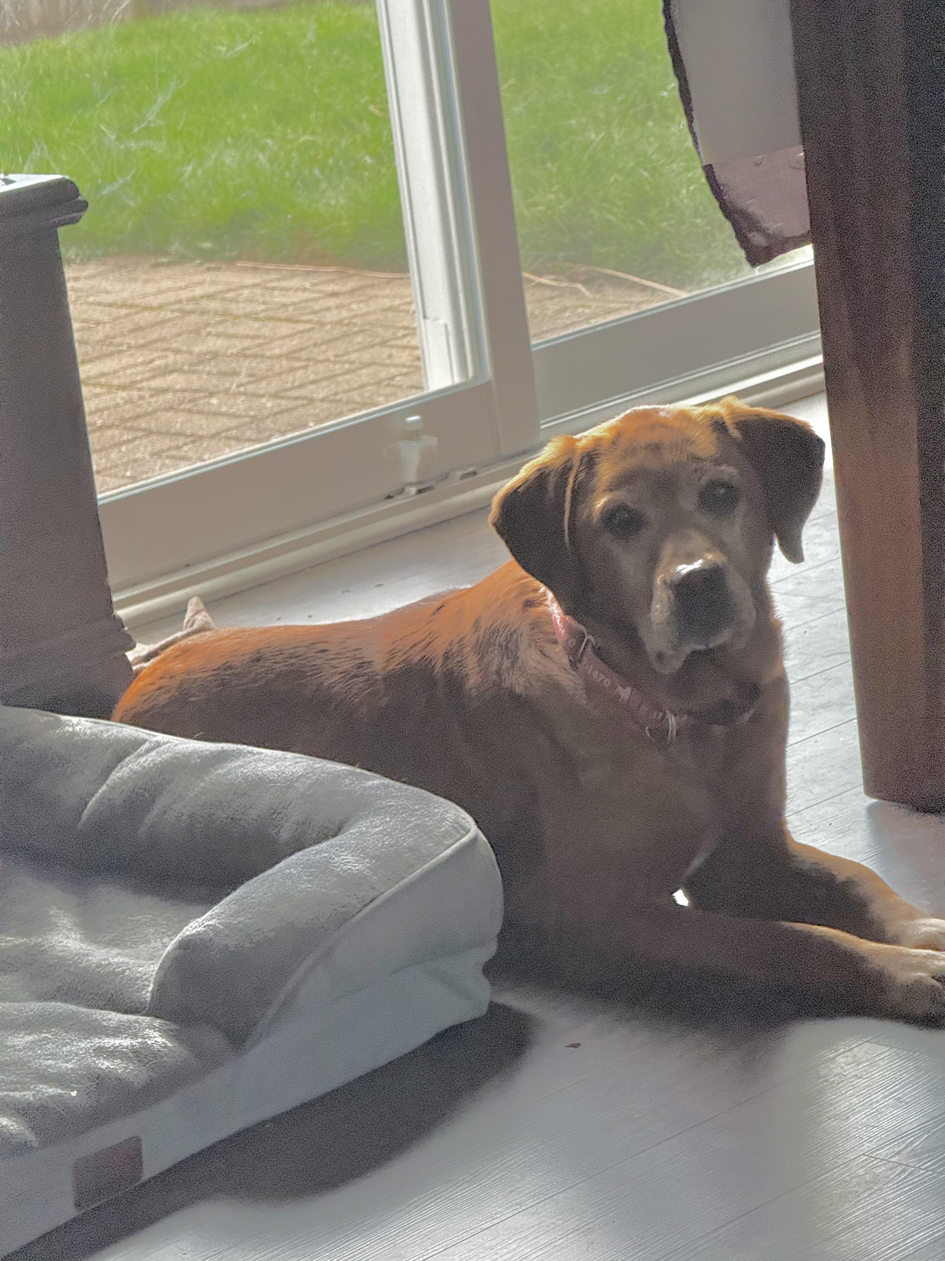 Enlarge Baylee, a Adoptable Labrador Retriever in Indianapolis, IN image 4/5