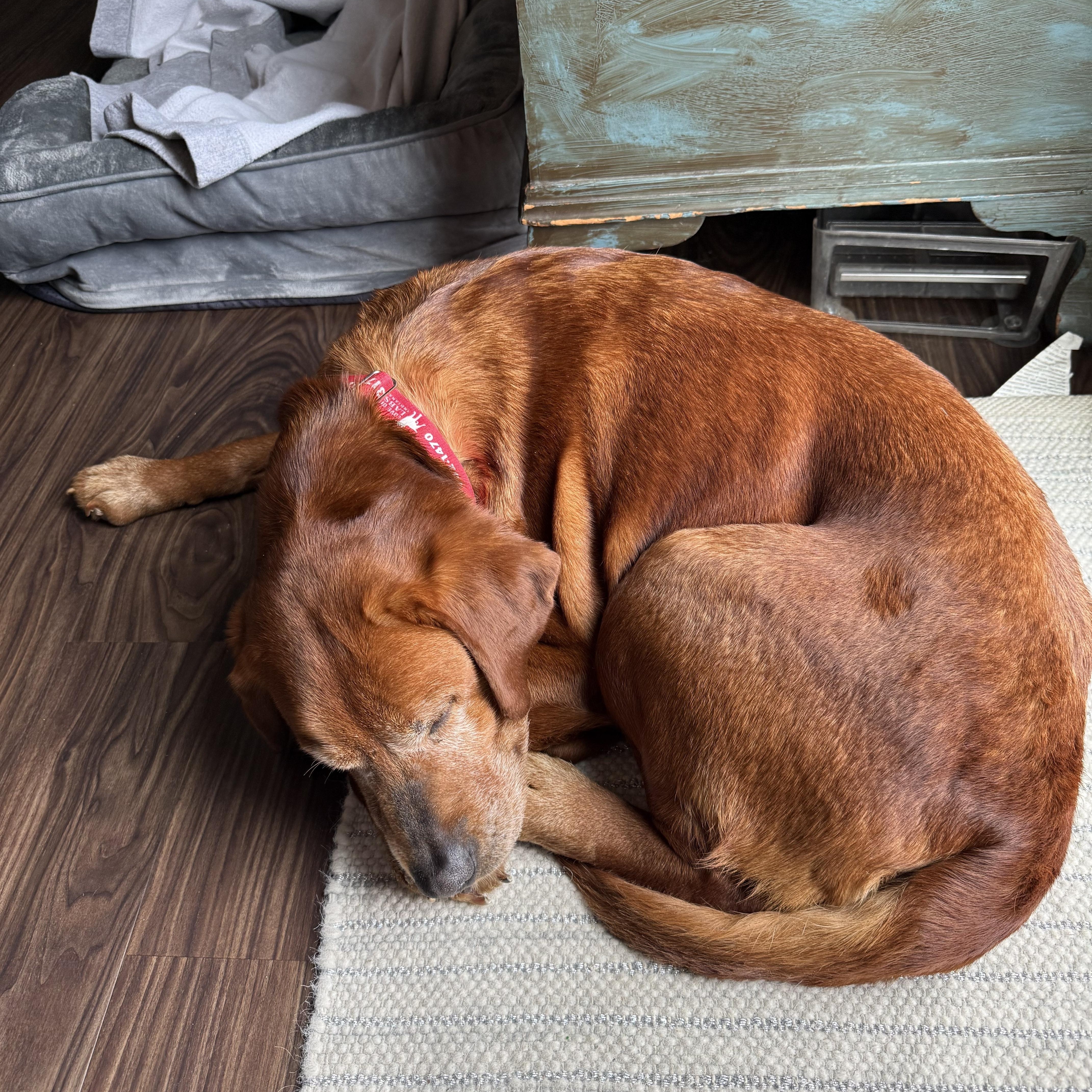 Enlarge Baylee, a Adoptable Labrador Retriever in Indianapolis, IN image 3/5