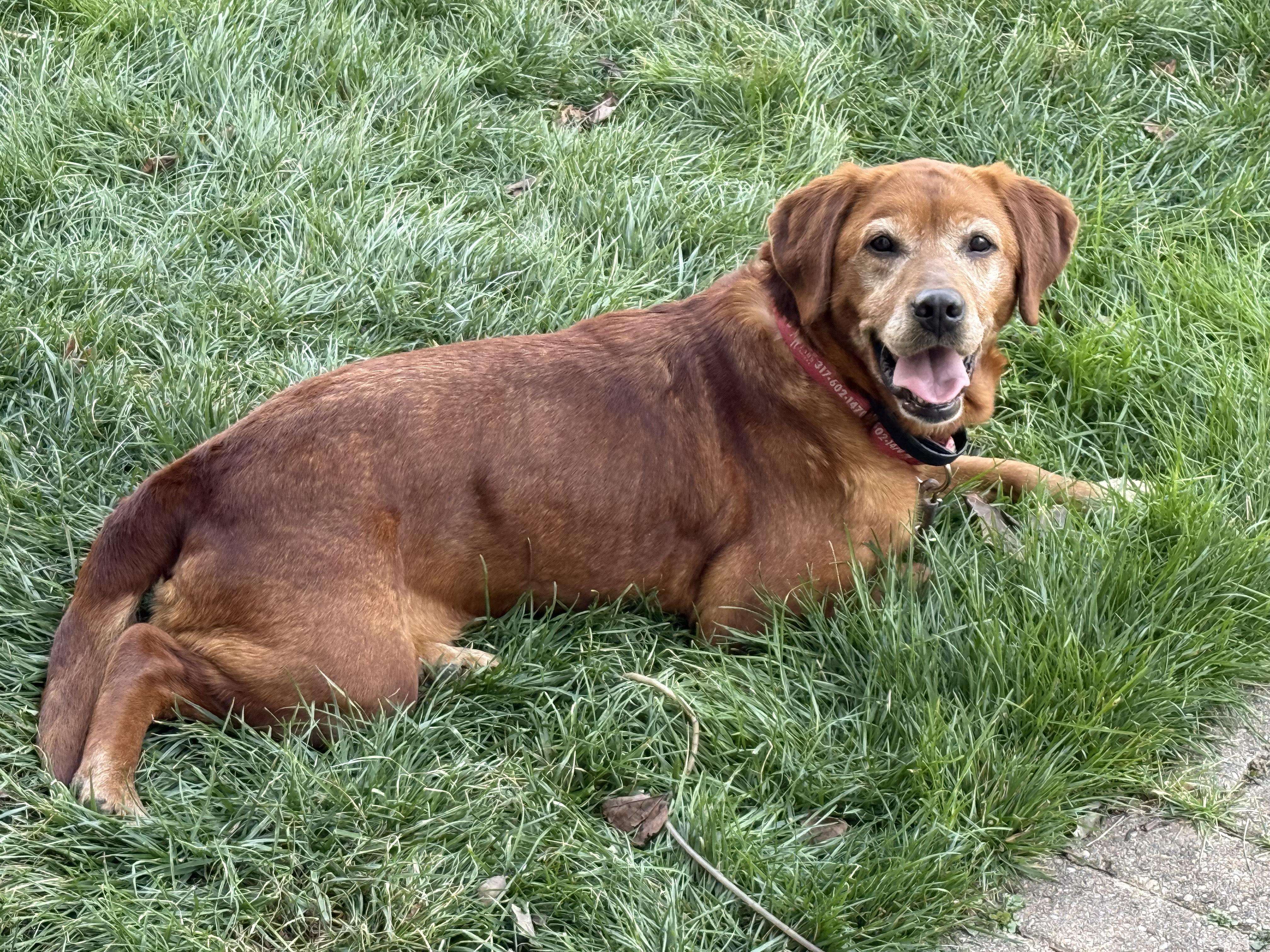 Enlarge Baylee, a Adoptable Labrador Retriever in Indianapolis, IN image 2/5