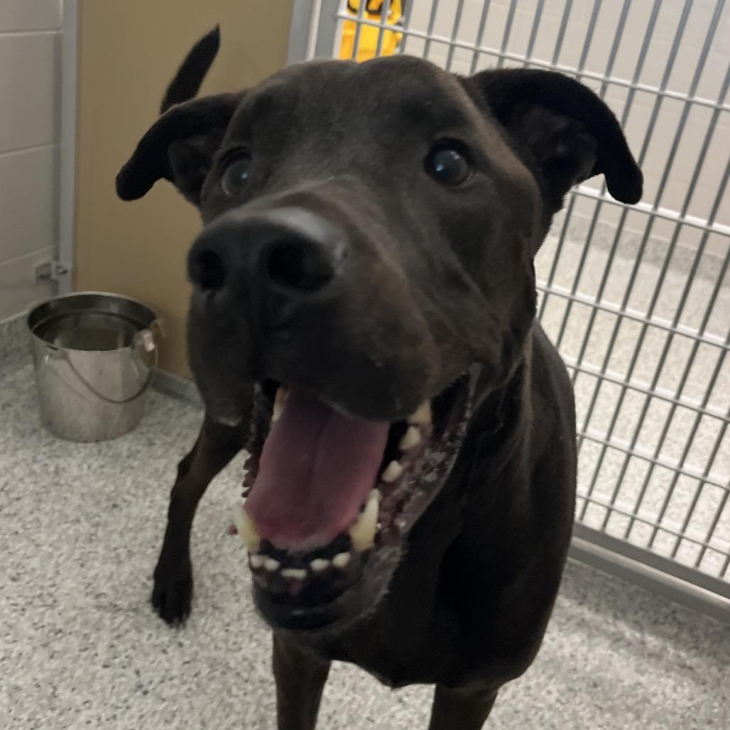 Benji, Adoptable, Adult Male Black Labrador Retriever & Great Dane.