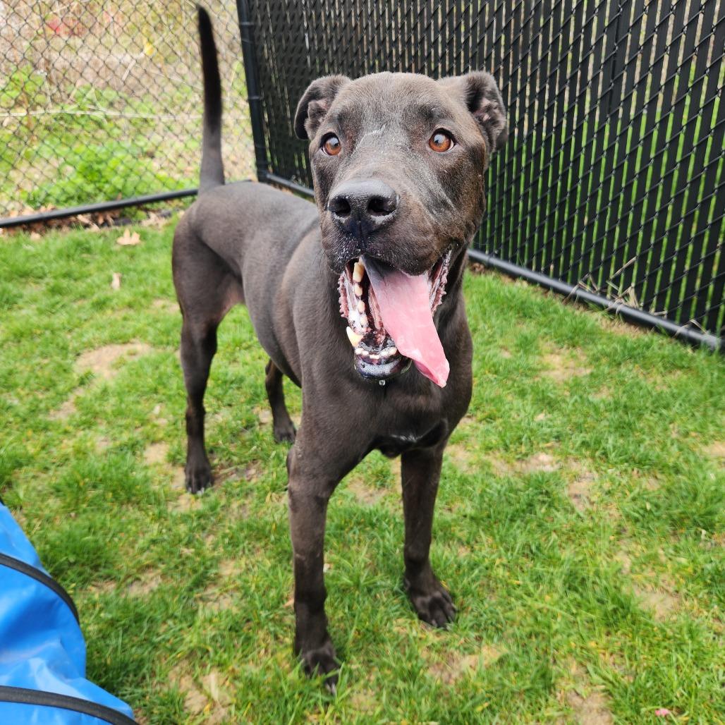 Enlarge Benji, a Adoptable mixed breed in Fort Wayne, IN image 2/5