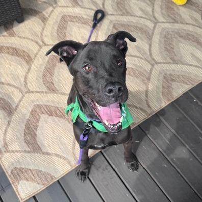 Enlarge Benji, a Adoptable mixed breed in Fort Wayne, IN image 3/5