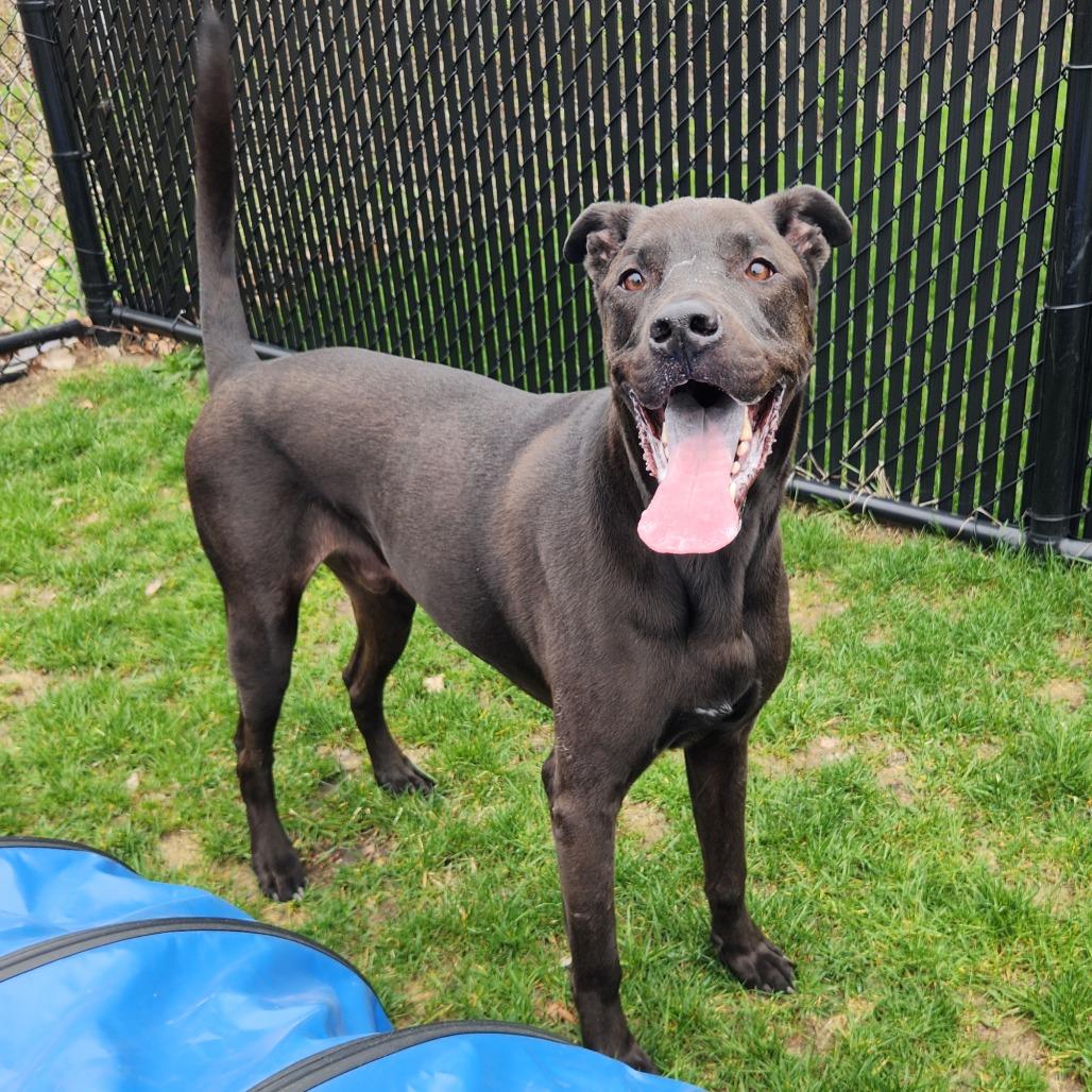 Enlarge Benji, a Adoptable mixed breed in Fort Wayne, IN image 4/5