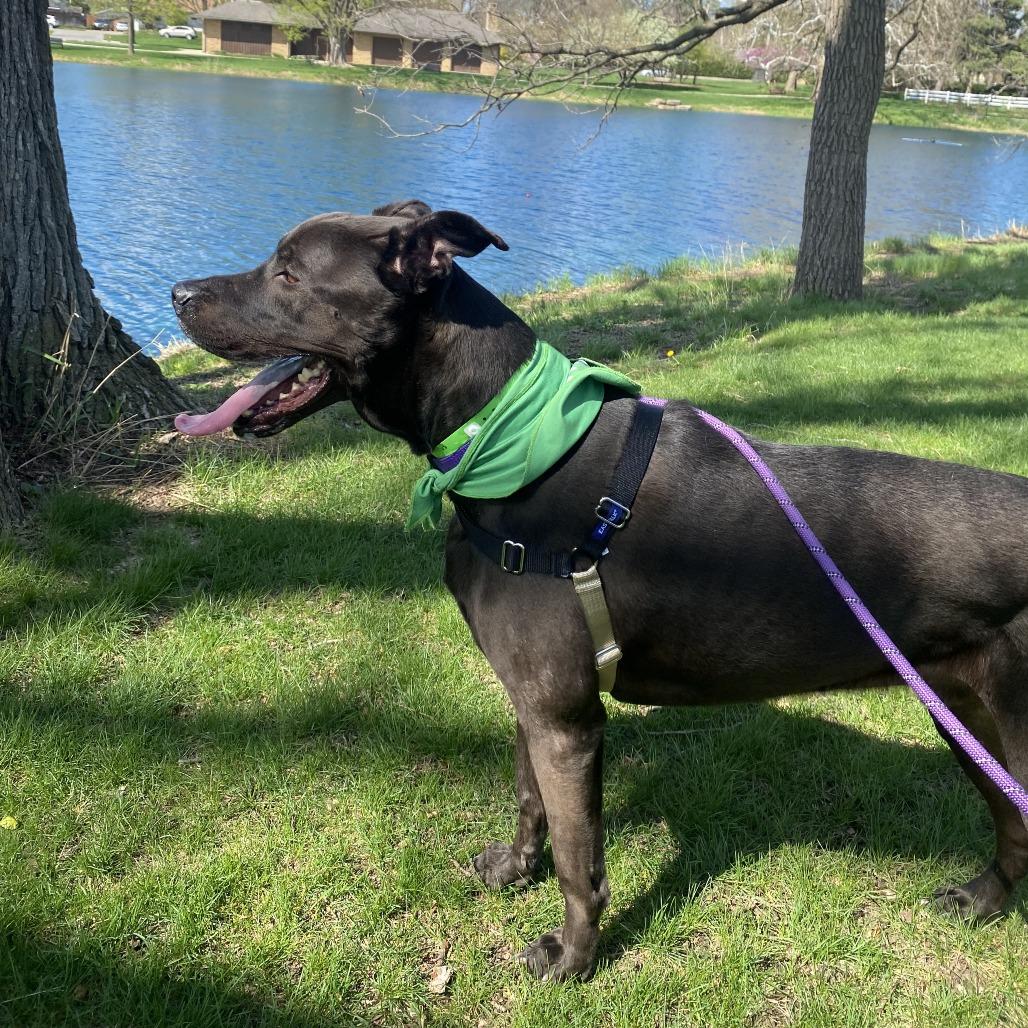 Enlarge Benji, a Adoptable mixed breed in Fort Wayne, IN image 5/5