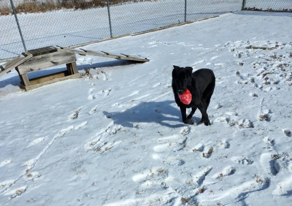 Enlarge Raven, a ADOPTABLE German Shepherd Dog in Belvidere, IL image 5/5