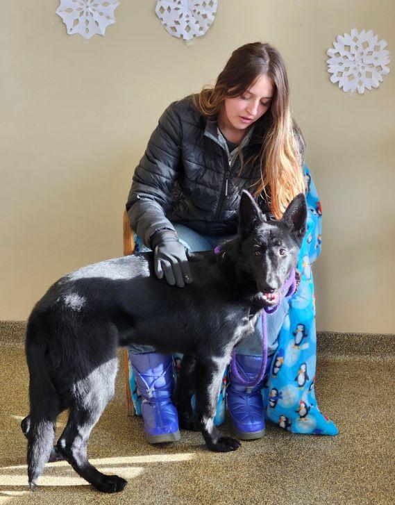 Enlarge Raven, a ADOPTABLE German Shepherd Dog in Belvidere, IL image 1/5