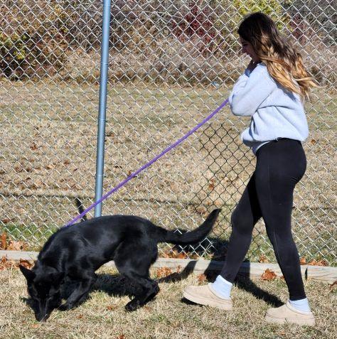 Enlarge Raven, a ADOPTABLE German Shepherd Dog in Belvidere, IL image 3/5