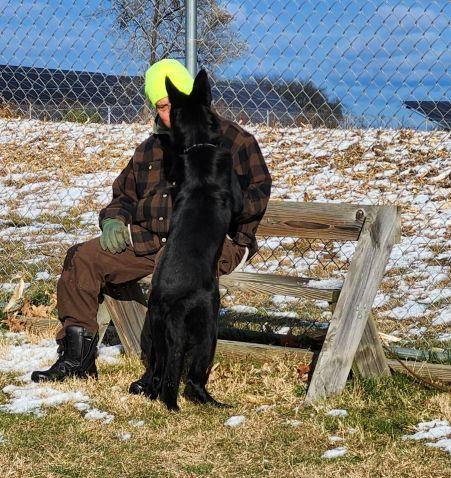 Enlarge Raven, a ADOPTABLE German Shepherd Dog in Belvidere, IL image 4/5
