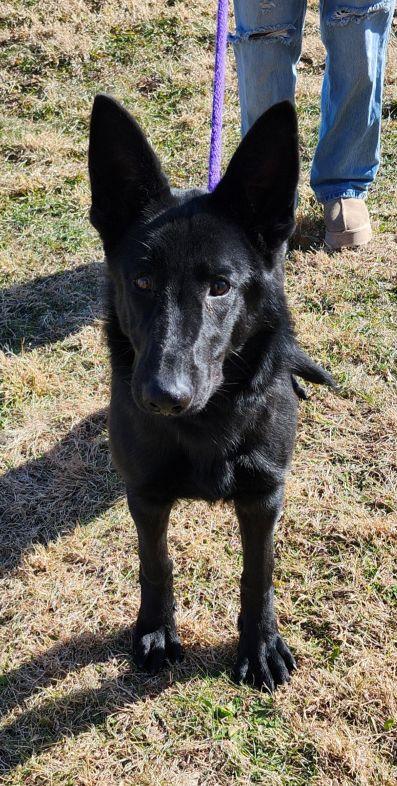 Enlarge Raven, a ADOPTABLE German Shepherd Dog in Belvidere, IL image 2/5