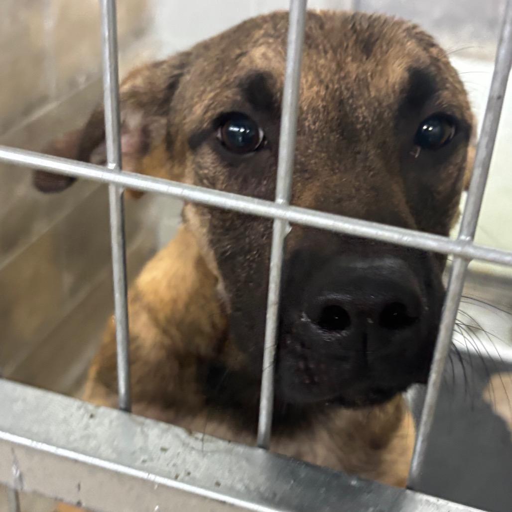 Ernie, Adoptable, Young Male German Shepherd Dog.