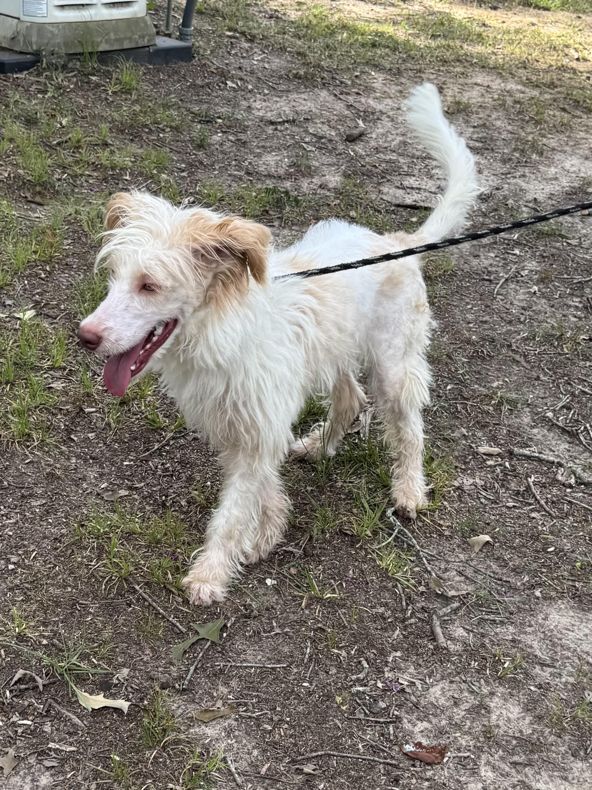 Enlarge Mack, an adopted mixed breed in Warwick, RI image 2/6