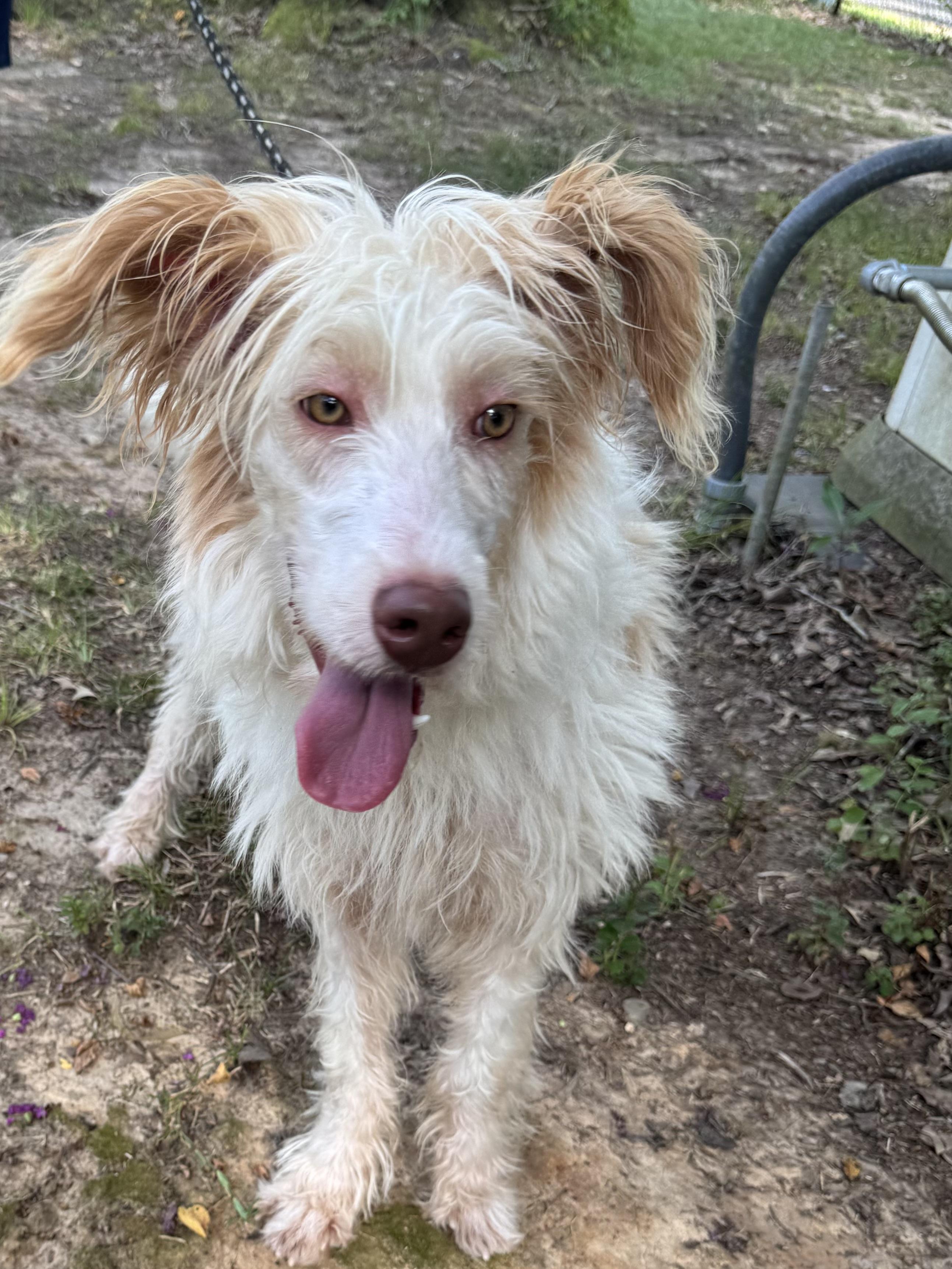 Enlarge Mack, an adopted mixed breed in Warwick, RI image 1/6