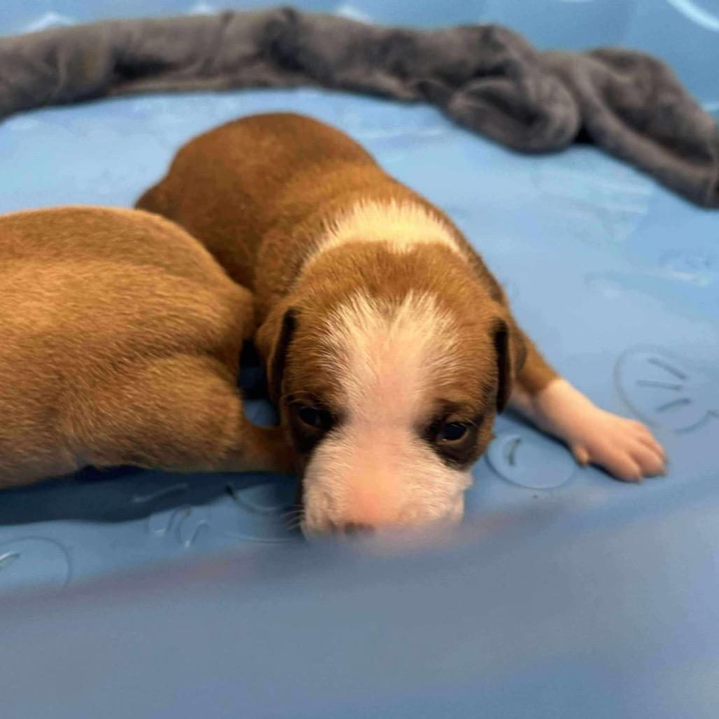 Spice, Adoptable, Puppy Male Black Mouth Cur & Pit Bull Terrier.