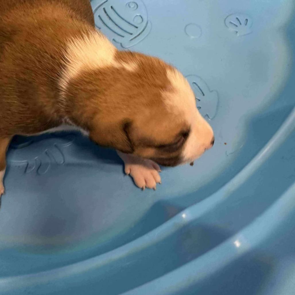 Spice, a Adoptable mixed breed in Spring Hill, KS image 2/6