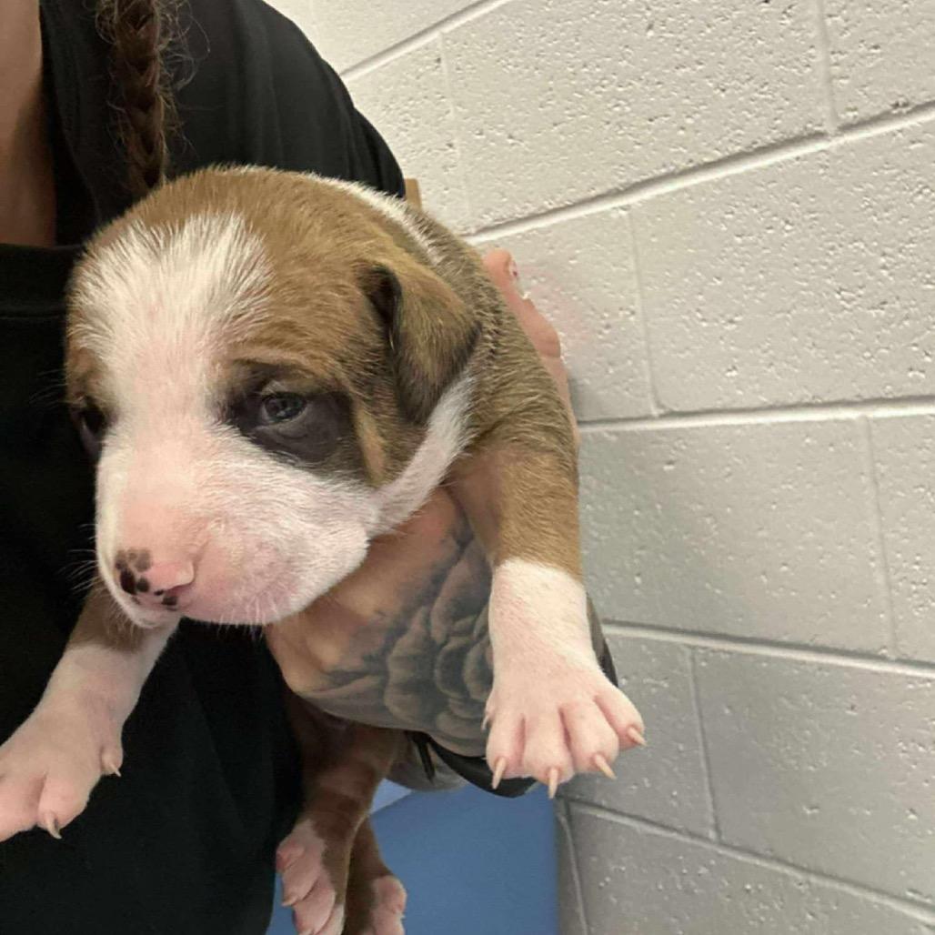 Spice, a Adoptable mixed breed in Spring Hill, KS image 3/6