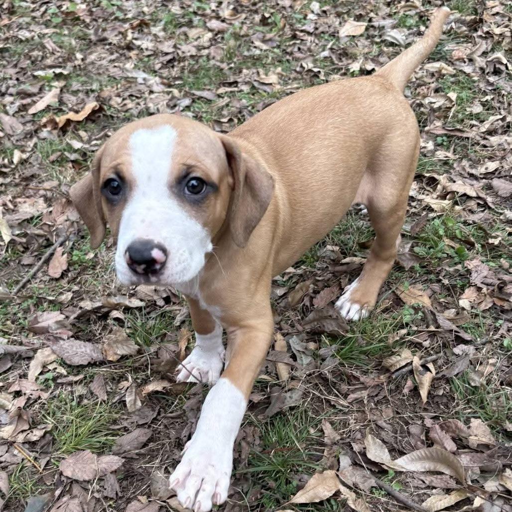 Spice, a Adoptable mixed breed in Spring Hill, KS image 4/6