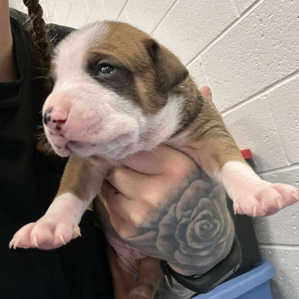 Spice, a Adoptable mixed breed in Spring Hill, KS image 5/6