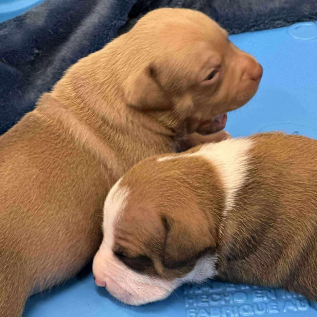 Spice, a Adoptable mixed breed in Spring Hill, KS image 6/6