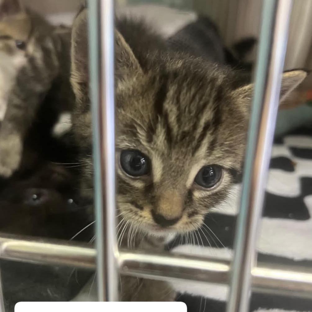 The Cars - Nissan, Adoptable, Kitten Male Domestic Short Hair.