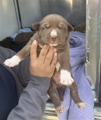 PUP 3 — thumbnail 2