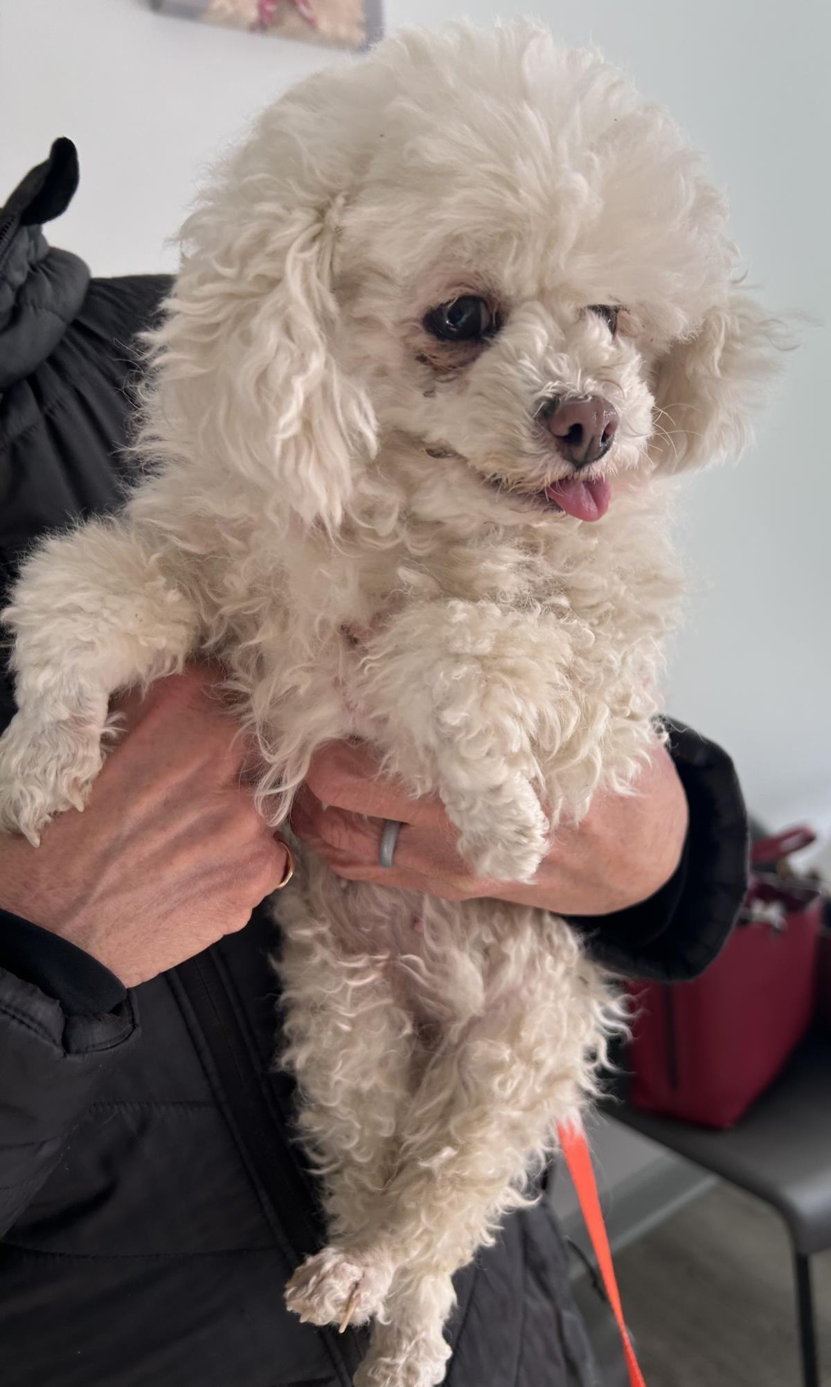 Enlarge Marshmallow, a Adoptable Poodle in Westminster, MD image 1/3