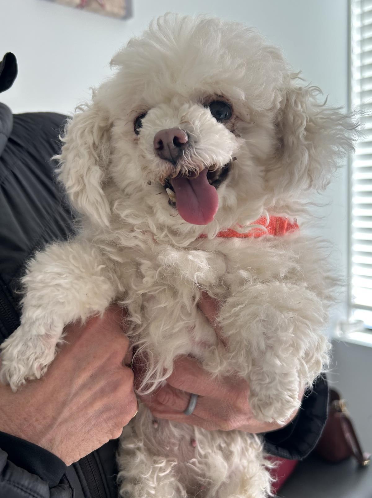 Enlarge Marshmallow, a Adoptable Poodle in Westminster, MD image 1/3