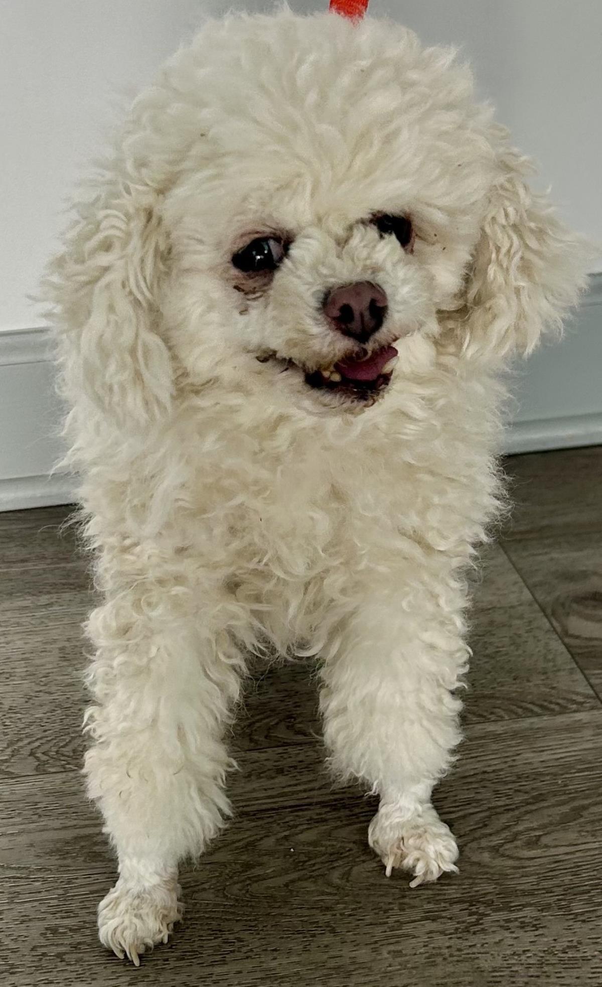 Enlarge Marshmallow, a Adoptable Poodle in Westminster, MD image 2/3