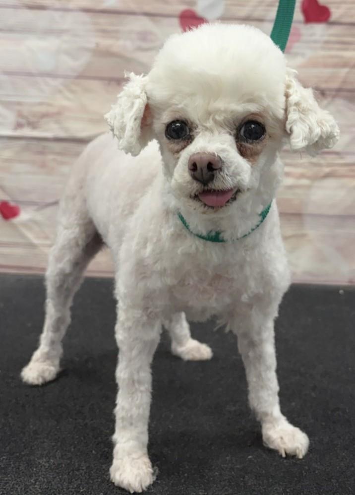Enlarge Marshmallow, a Adoptable Poodle in Westminster, MD image 3/3