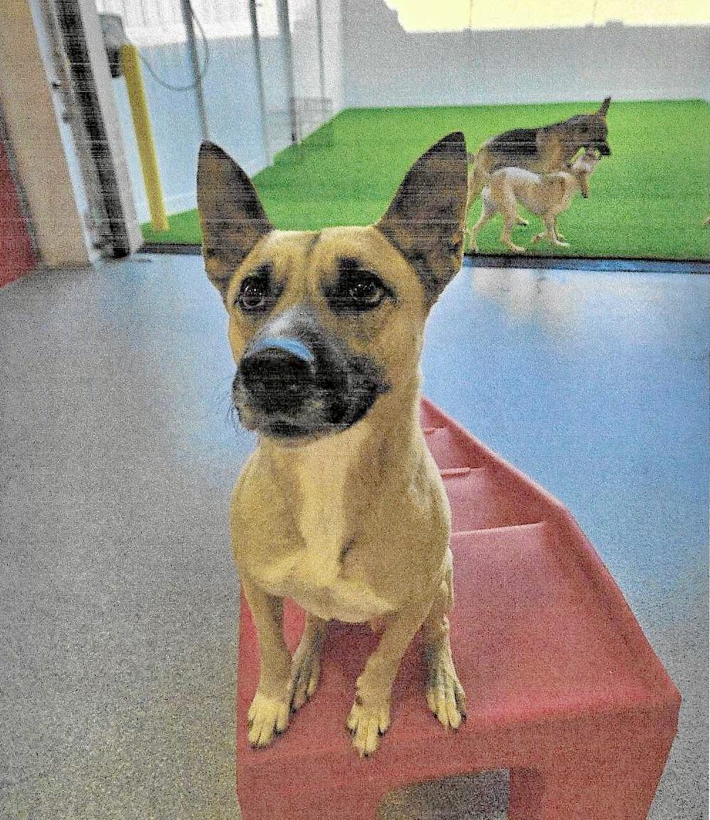 Enlarge Coal, a Adoptable mixed breed in Olympia, WA image 1/1