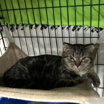 Taylor, Adoptable, Young Female Domestic Short Hair.