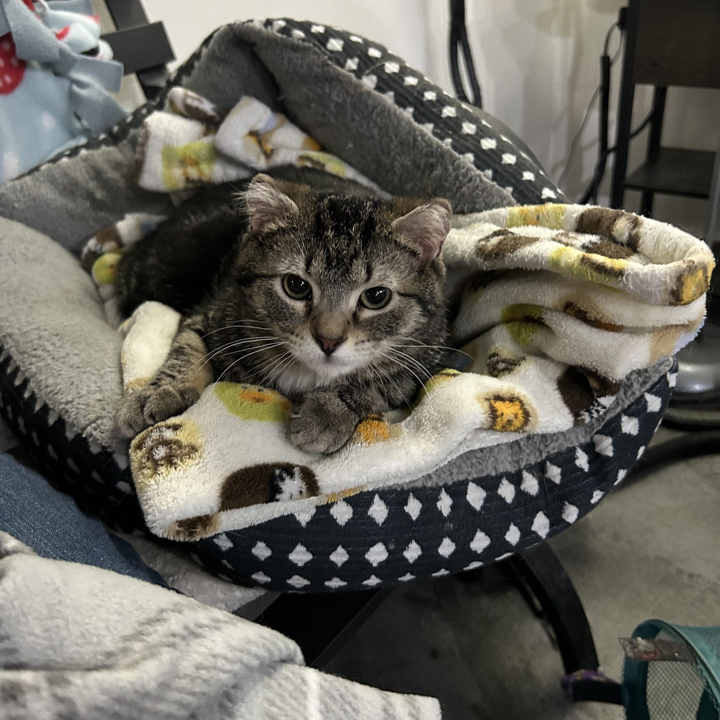 Enlarge Taylor, a Adoptable Domestic Short Hair in Devils Lake, ND image 2/2