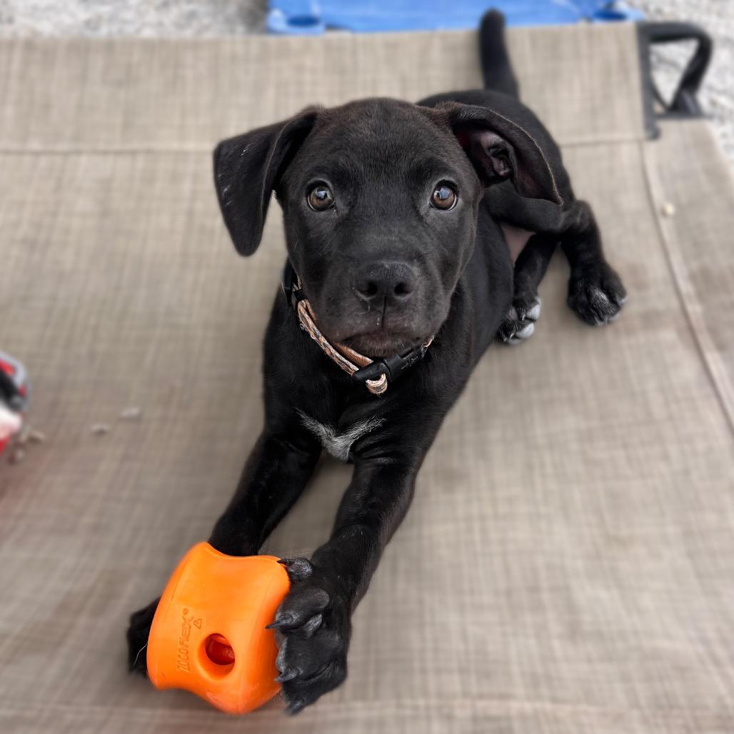 Enlarge Marjorie, a Adoptable mixed breed in St. Peters, MO image 1/5