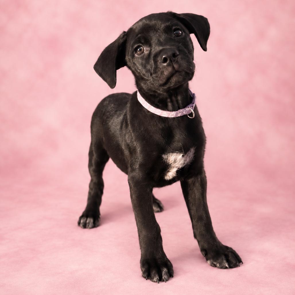 Enlarge Marjorie, a Adoptable mixed breed in St. Peters, MO image 2/5