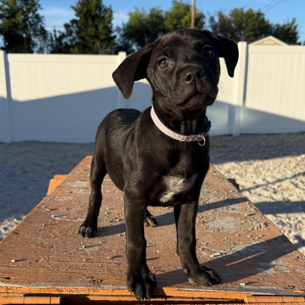 Enlarge Marjorie, a Adoptable mixed breed in St. Peters, MO image 3/5