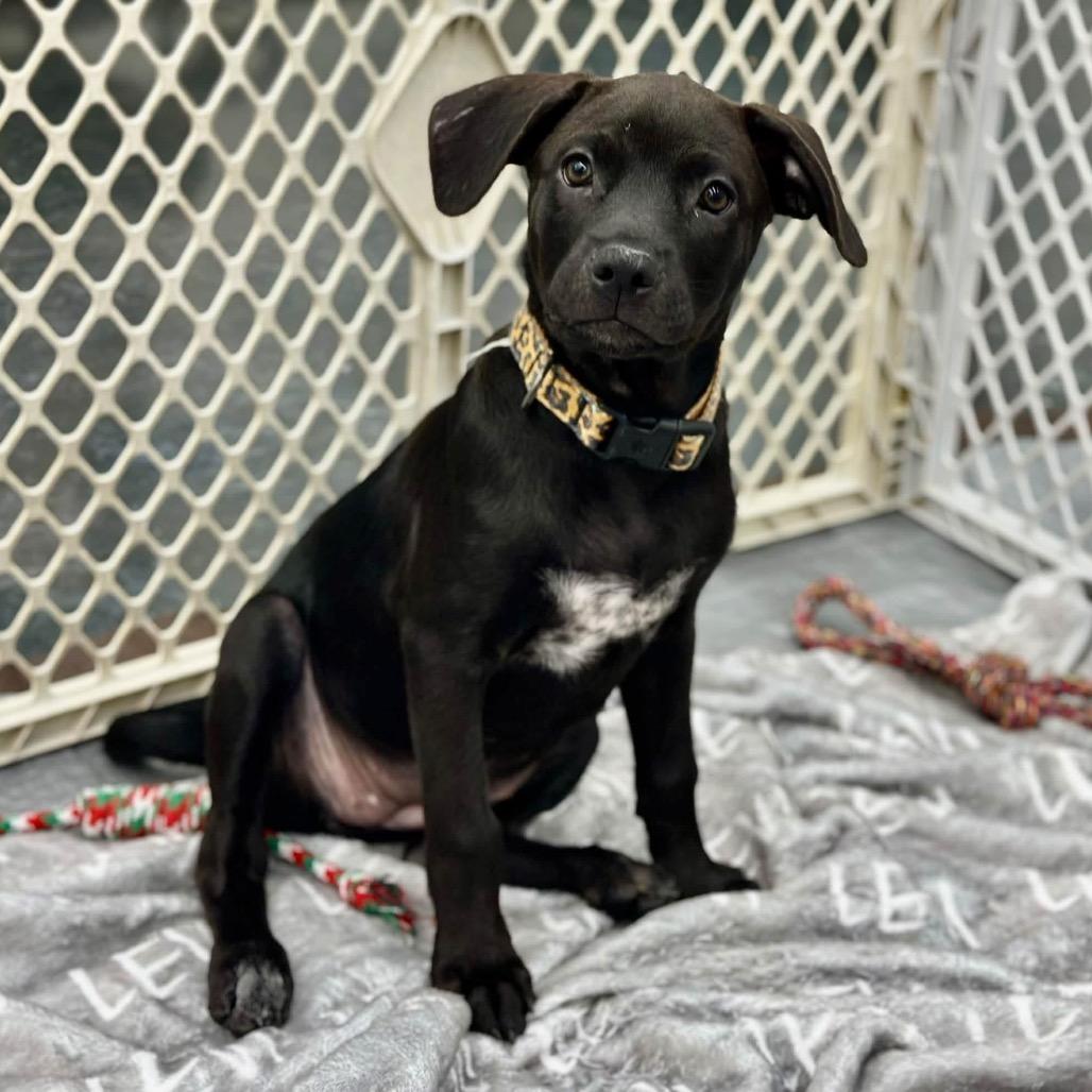 Enlarge Marjorie, a Adoptable mixed breed in St. Peters, MO image 4/5