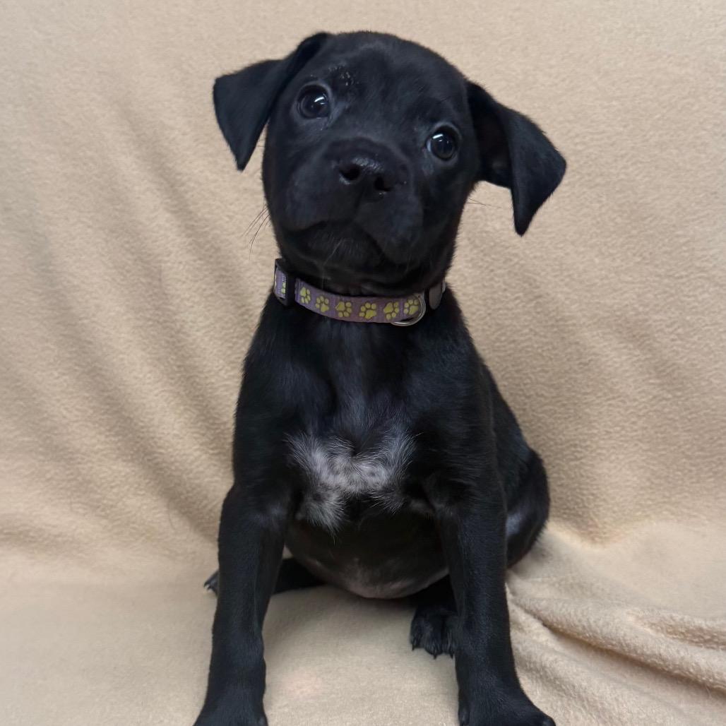 Enlarge Marjorie, a Adoptable mixed breed in St. Peters, MO image 5/5