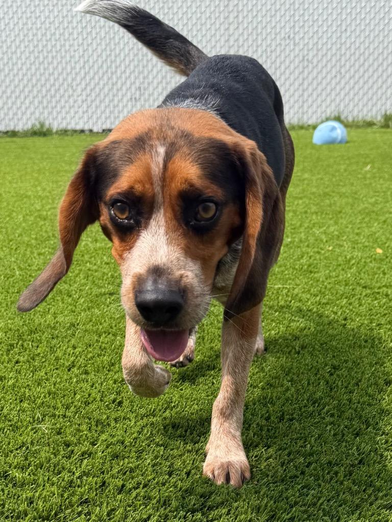 Timmy, an adopted Beagle in Frankfort, KY image 3/3