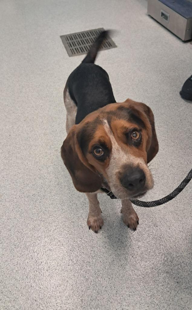 Timmy, an adopted Beagle in Frankfort, KY image 2/3