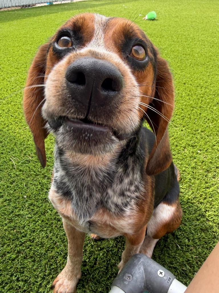 Timmy, an adopted Beagle in Frankfort, KY image 1/3