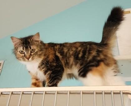 Dovey, ADOPTABLE, Young Female Domestic Long Hair & Torbie.