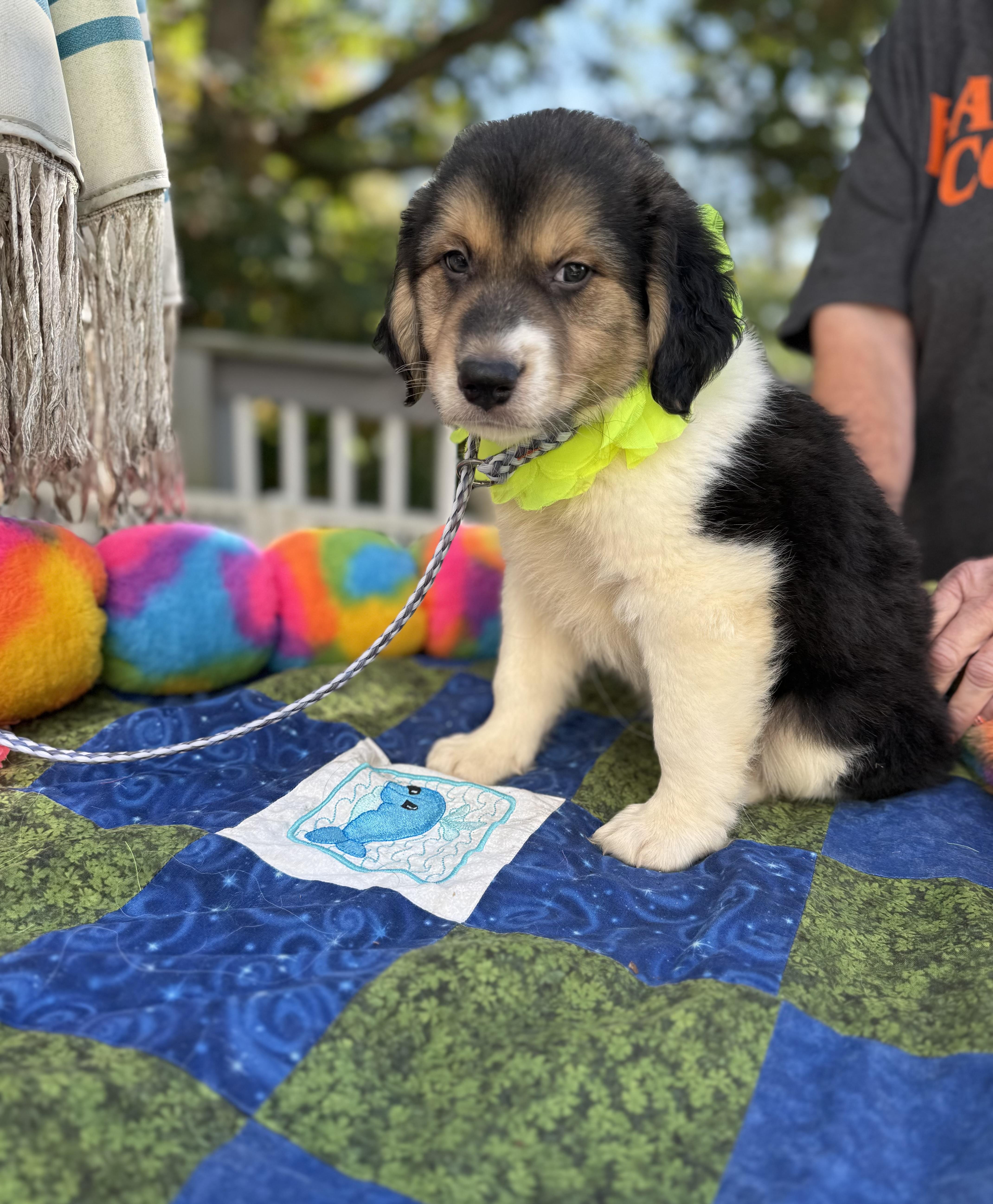 Enlarge Joey, a Adopted mixed breed in White Lake, MI image 5/6