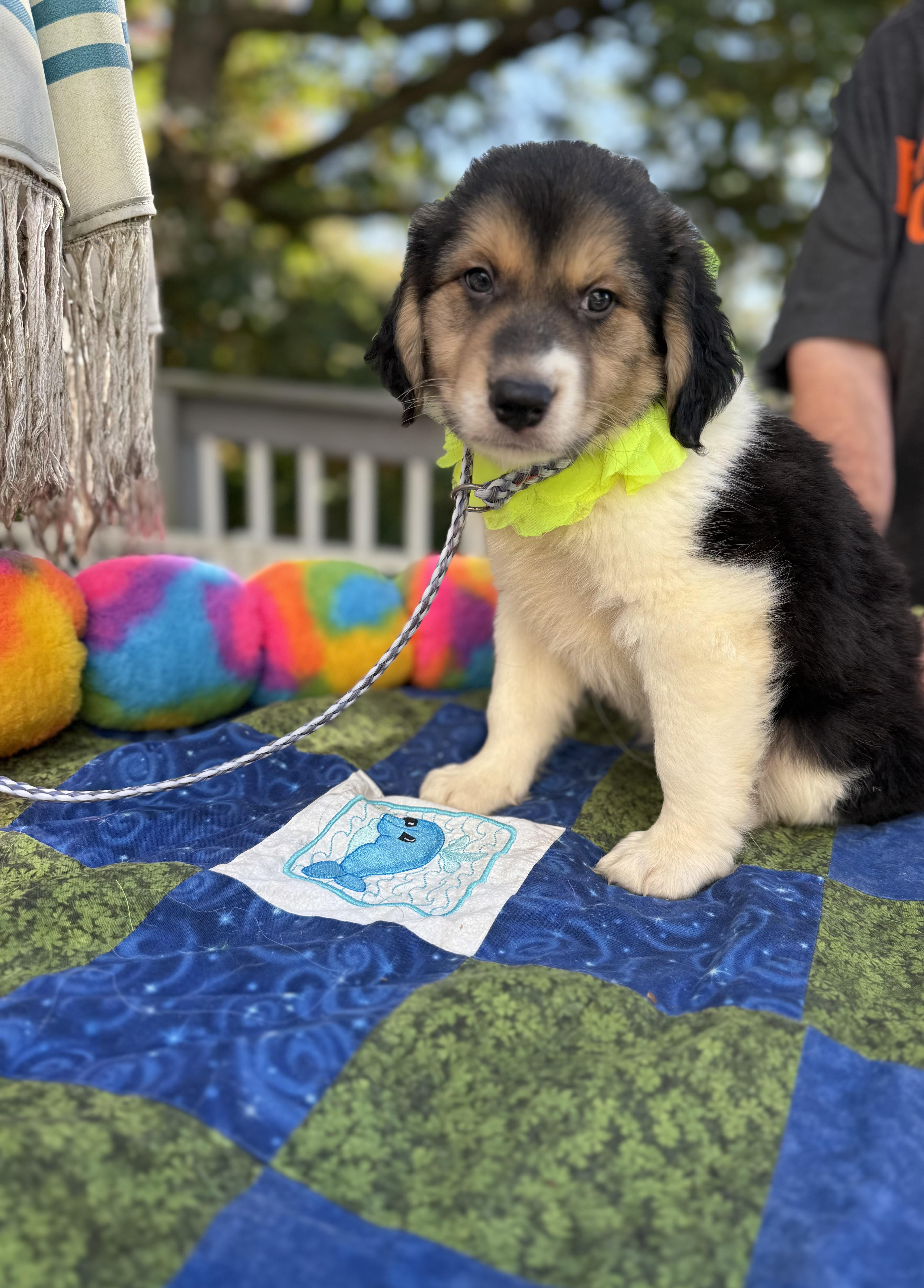 Enlarge Joey, a Adopted mixed breed in White Lake, MI image 4/6
