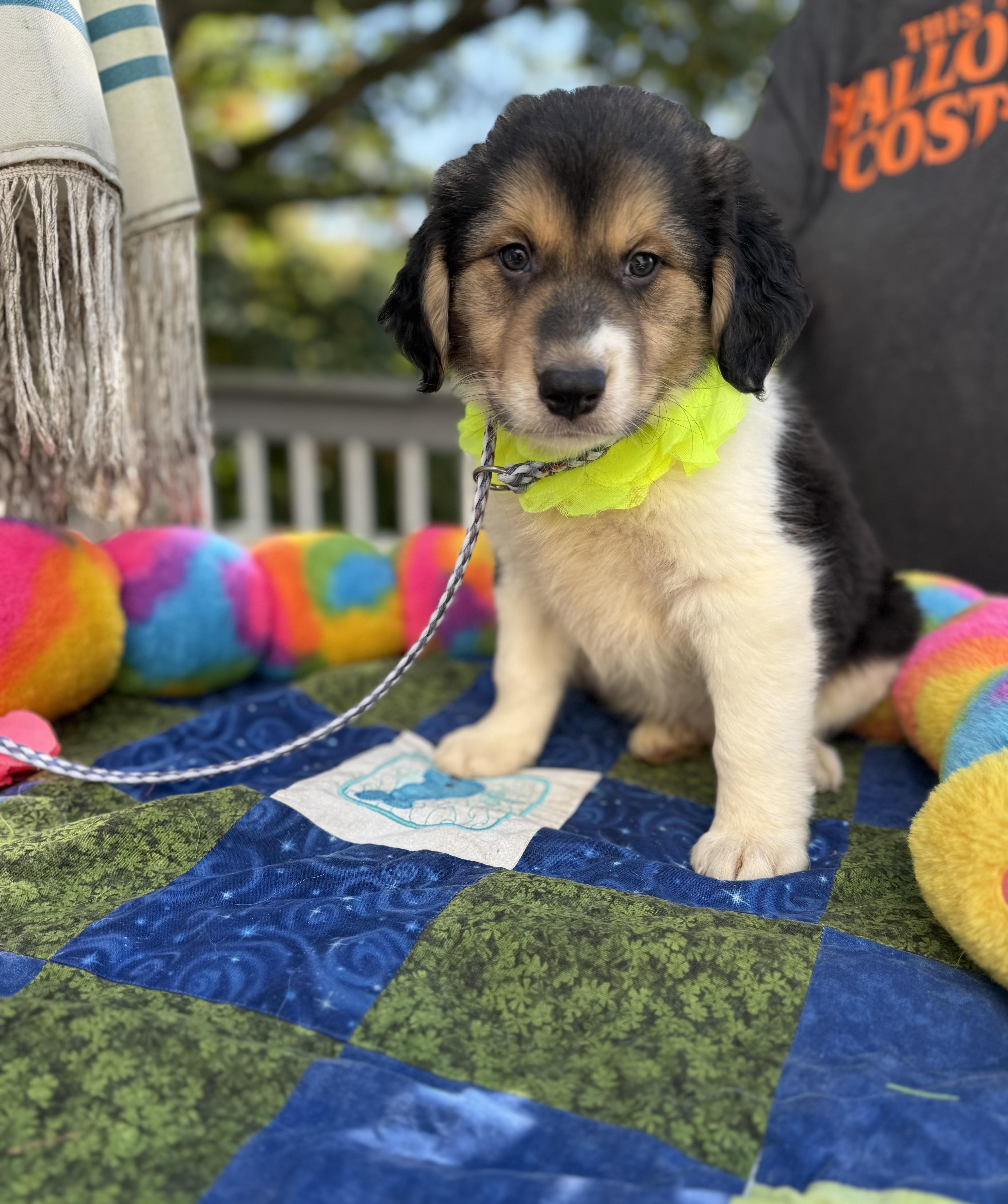 Enlarge Joey, a Adopted mixed breed in White Lake, MI image 6/6