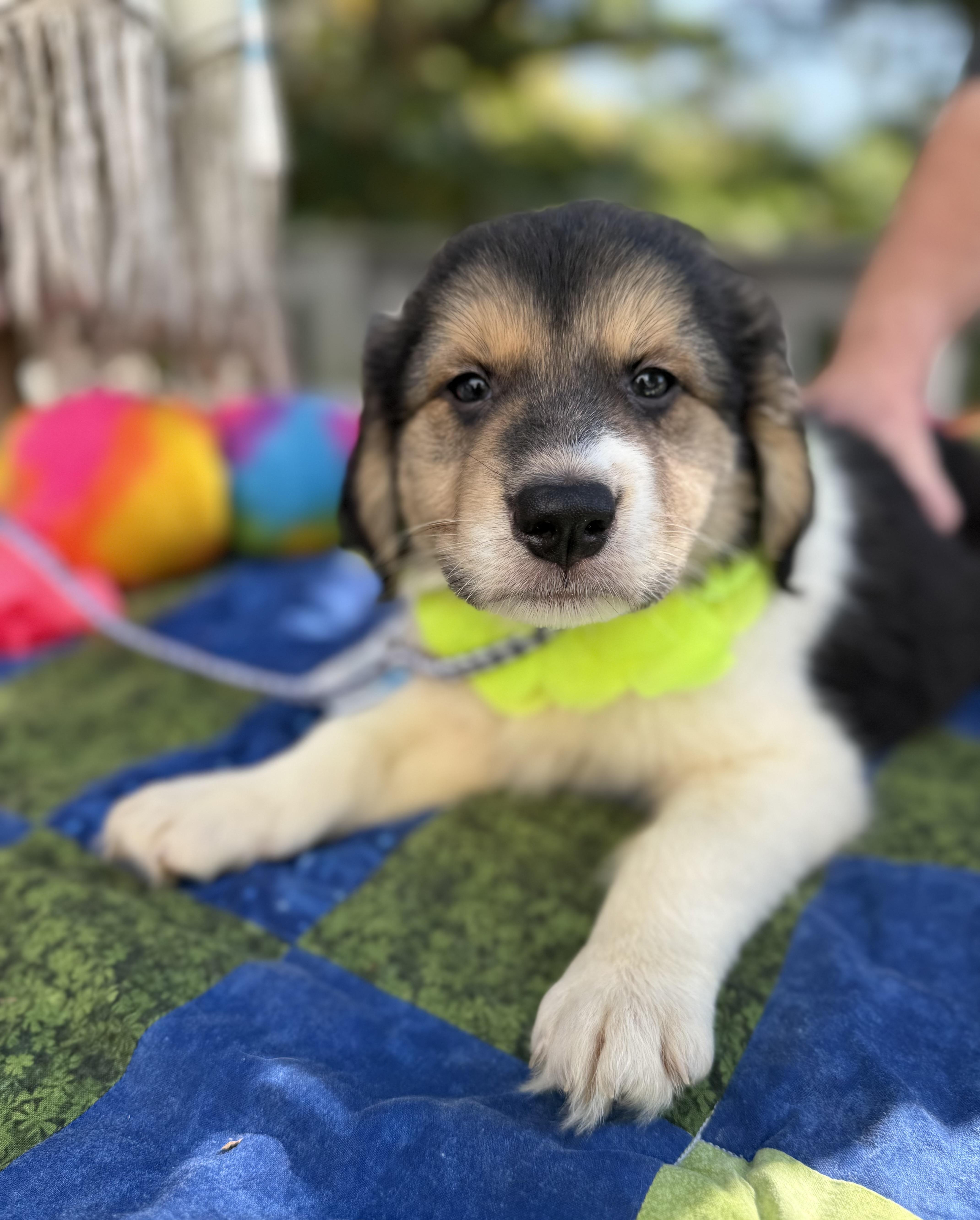 Joey, Adopted, Puppy Male Australian Shepherd & Golden Retriever.