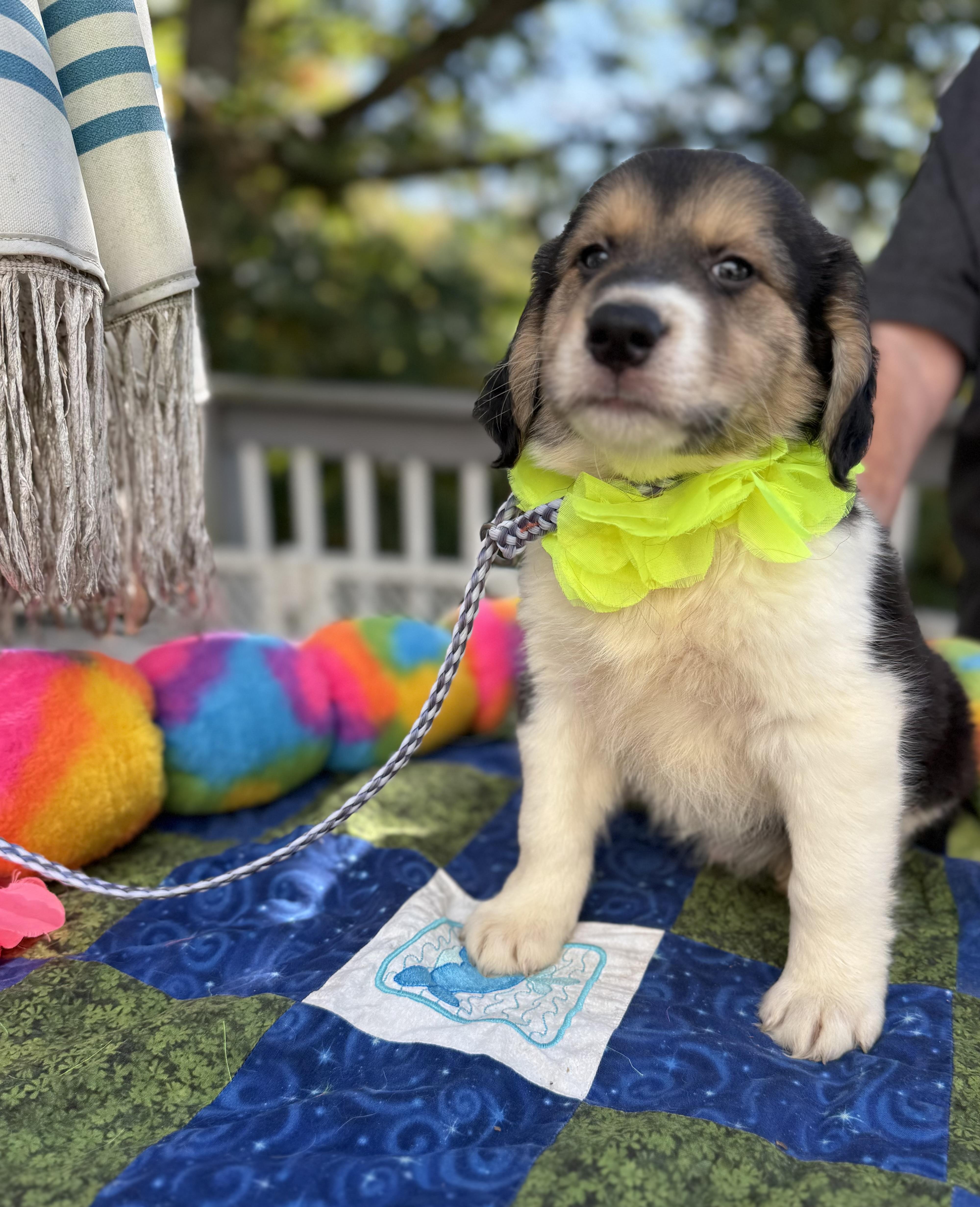 Enlarge Joey, a Adopted mixed breed in White Lake, MI image 3/6