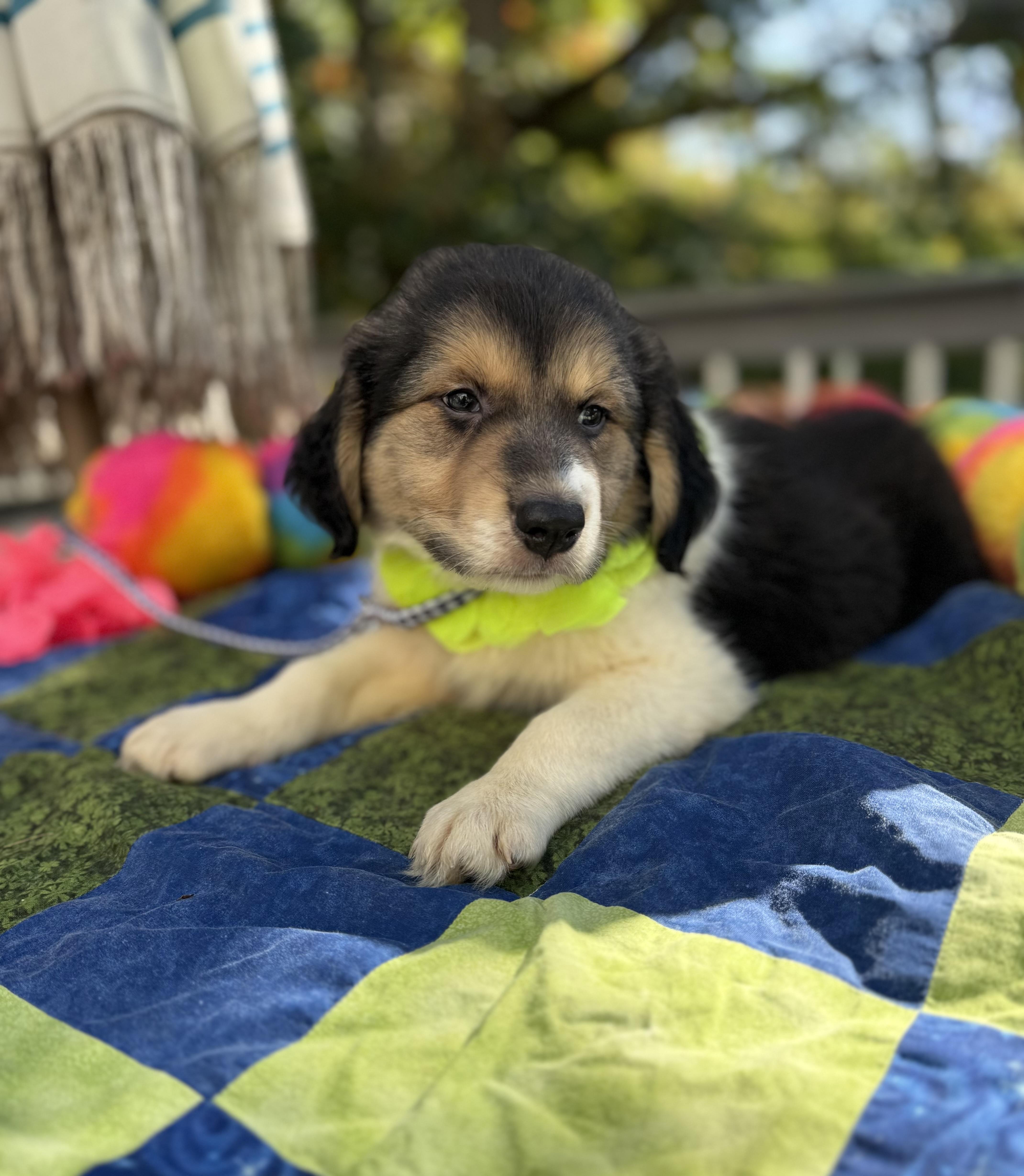 Enlarge Joey, a Adopted mixed breed in White Lake, MI image 2/6