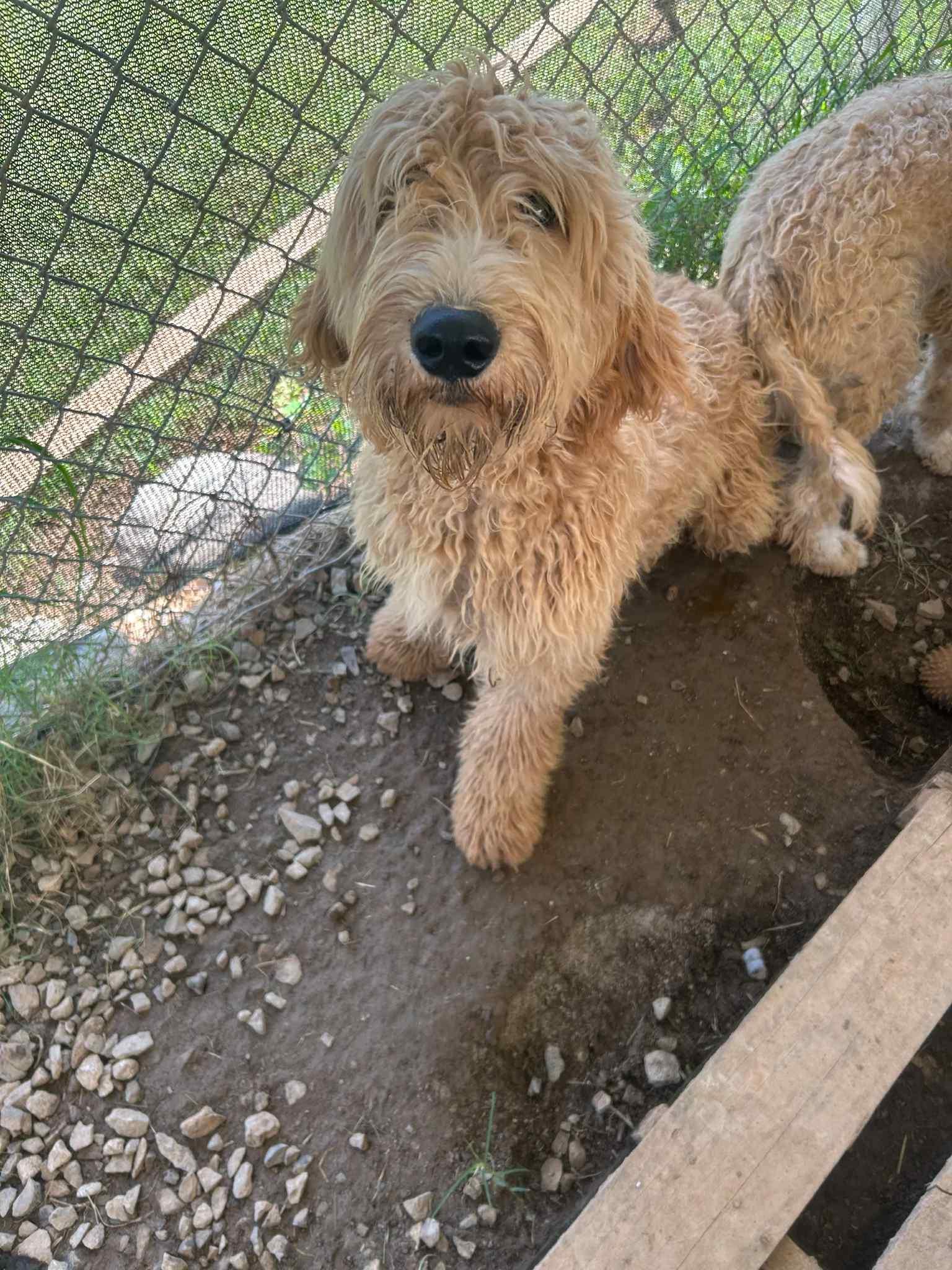 Windsor-Foster Home Needed