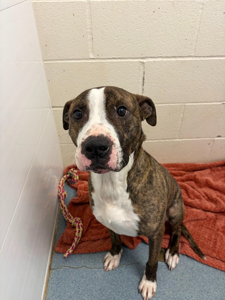 Mick, Adoptable, Young Male Pit Bull Terrier & Mixed Breed.